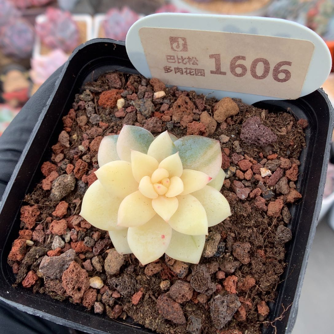 1606 梦露锦多肉多肉