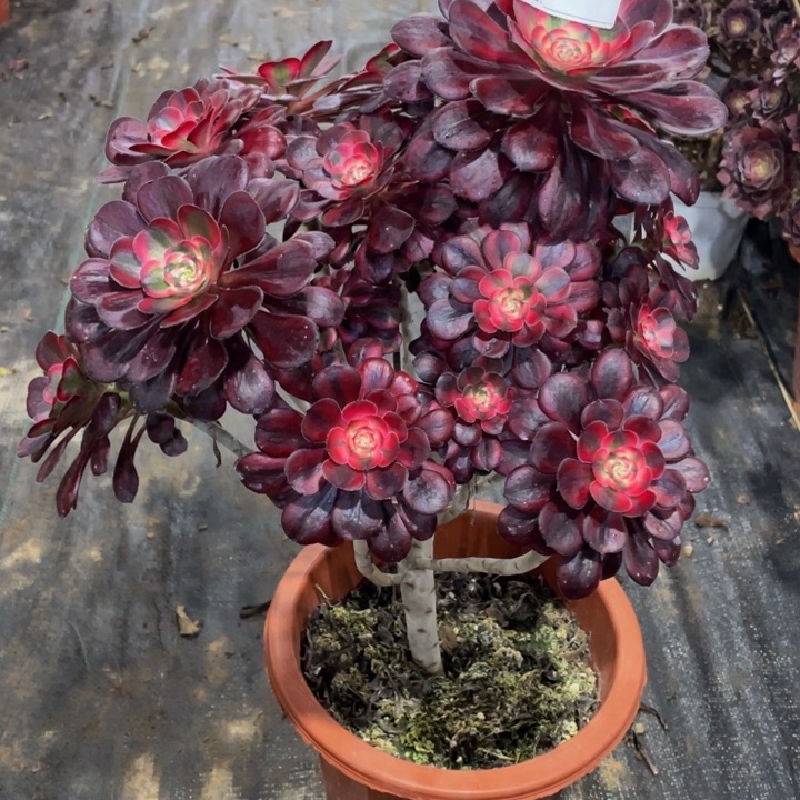 李**v529丽娜111111多肉