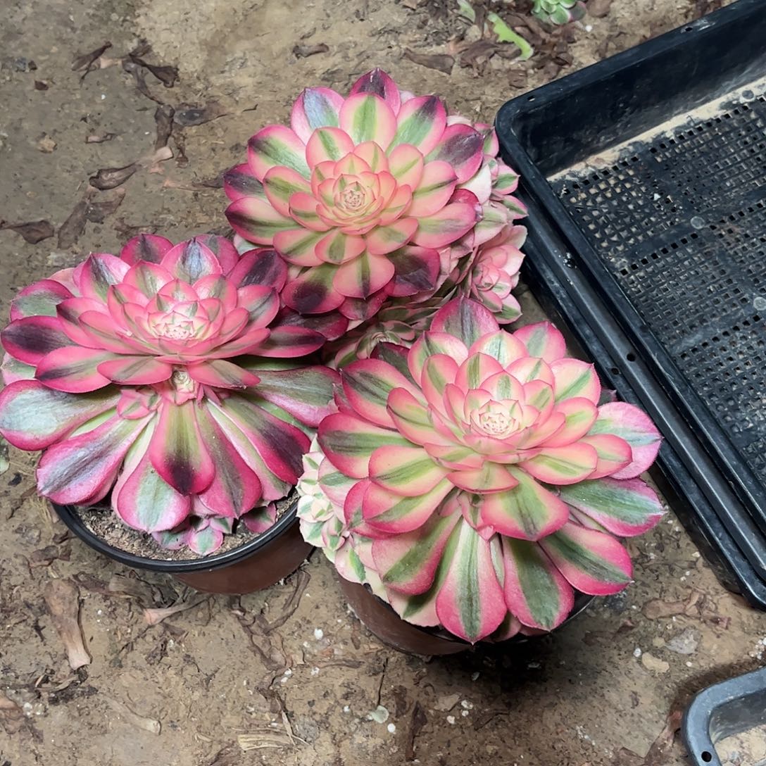 多肉植物倾城3颗不周正