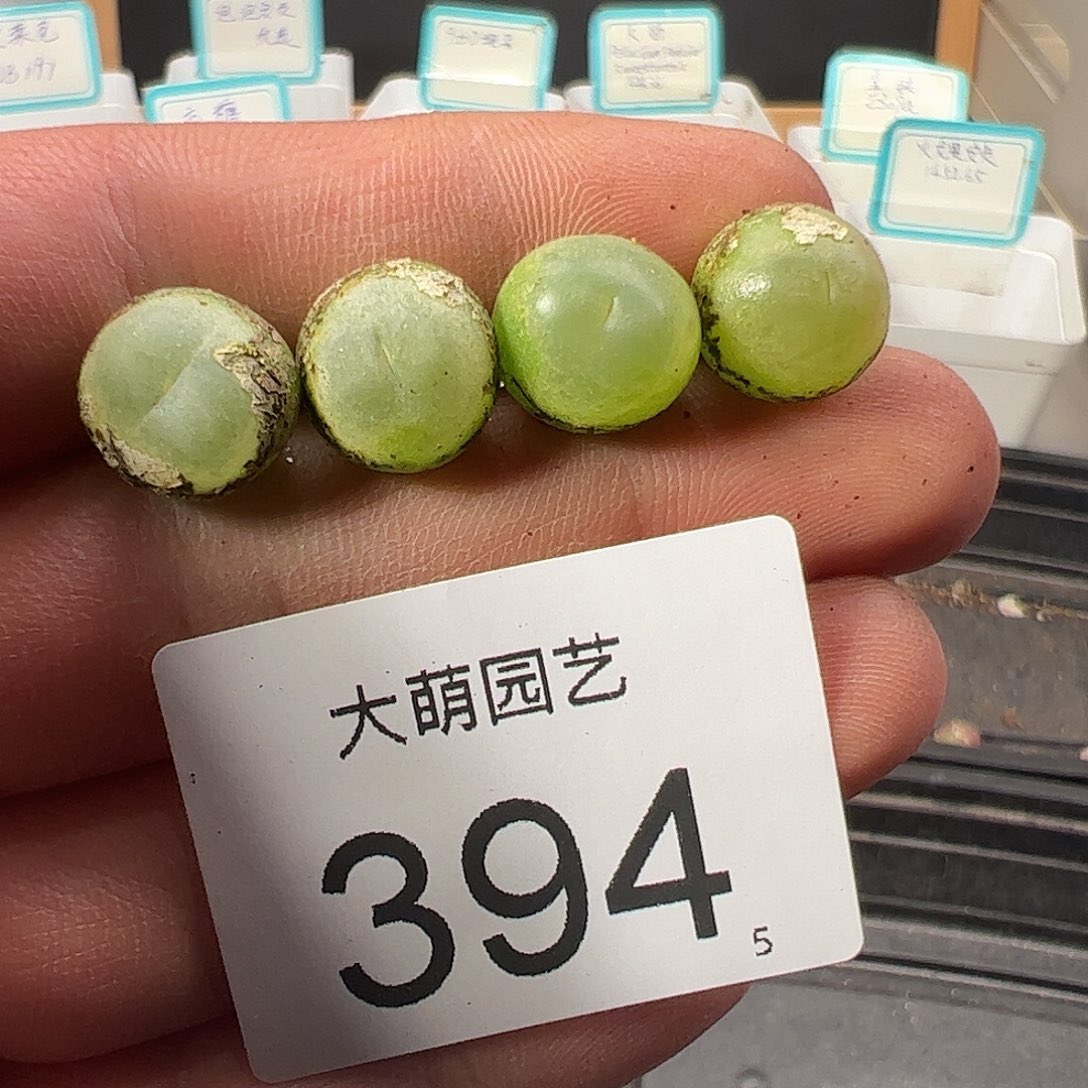 0000394 一物一拍……