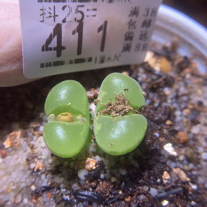 精品生石花25.411