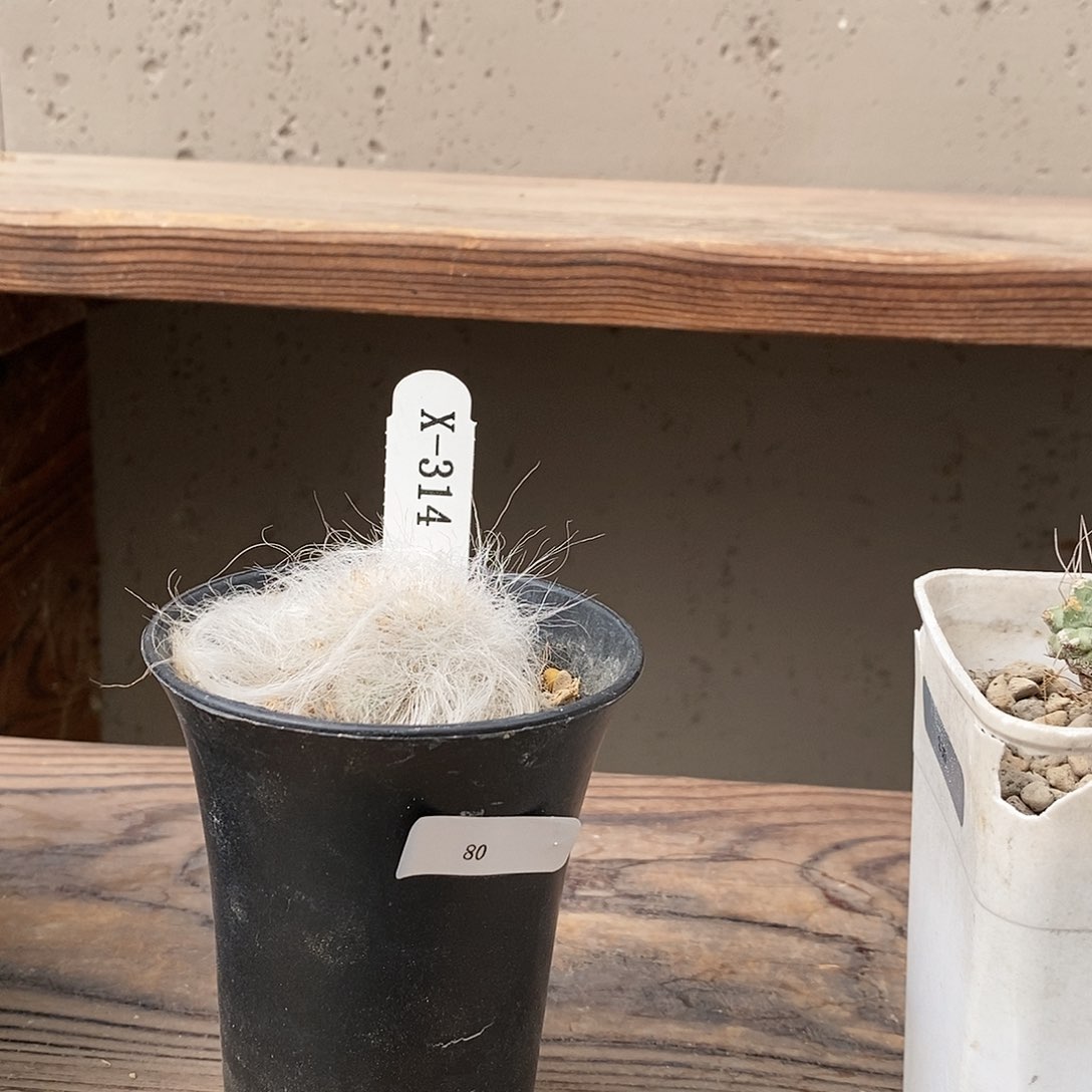 华哥直播。 小亮专拍x314