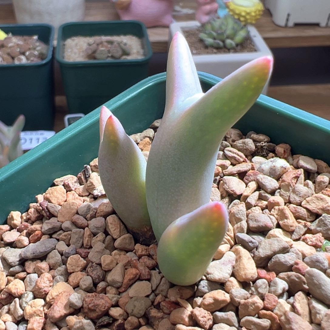 那***过120。0136尖耳皮卡丘。单耳小怪福利