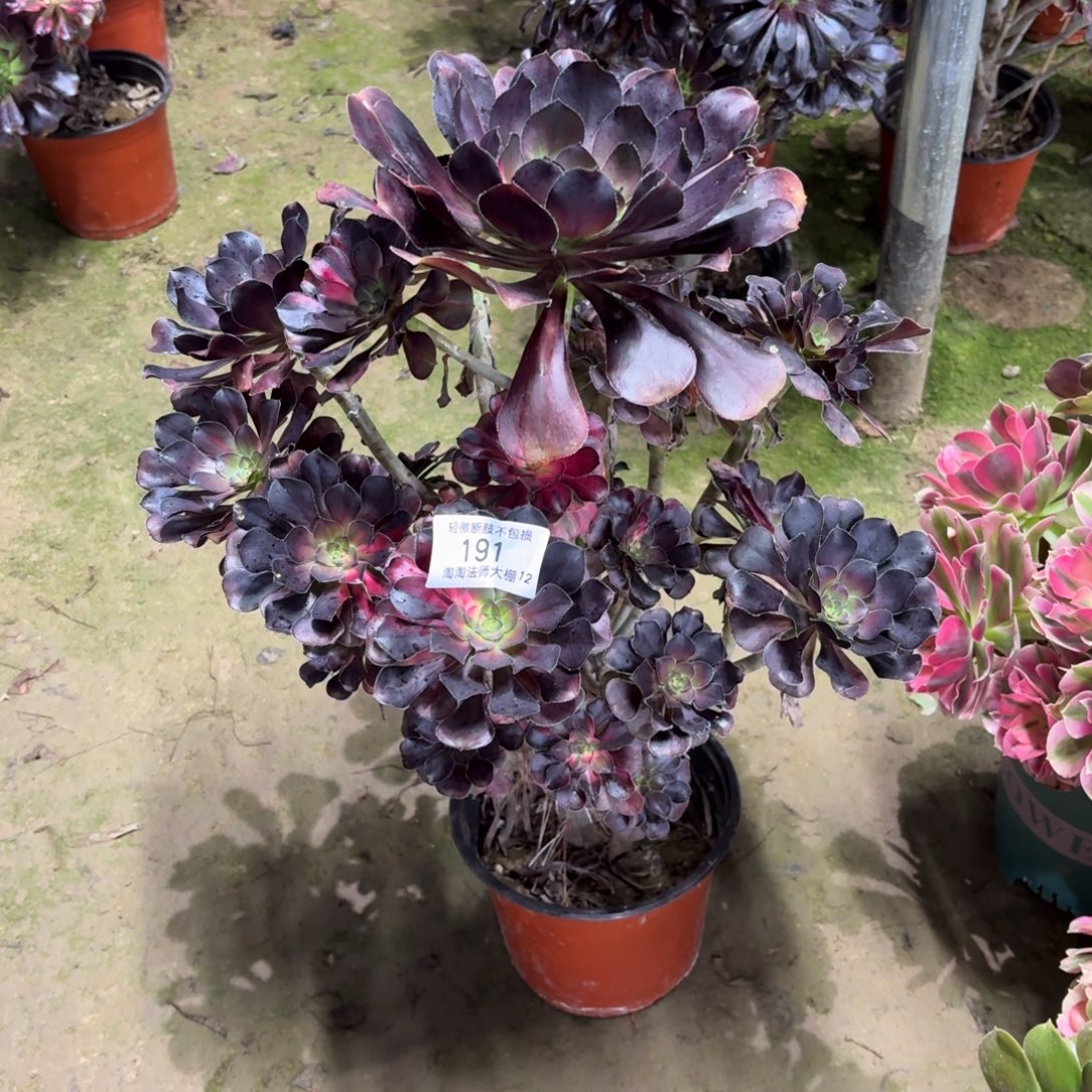 191花蝴蝶多肉植物法师