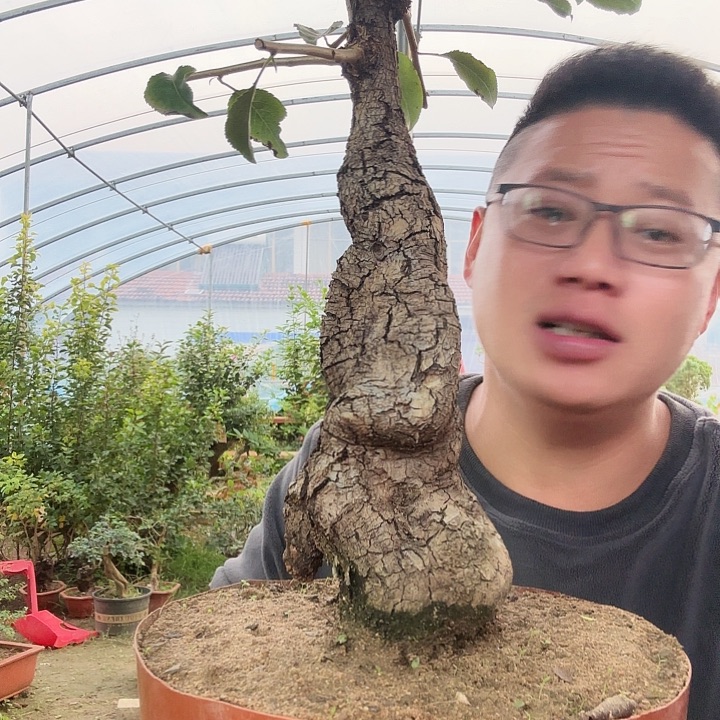 用***5当前无花朵，栽培后可花朵