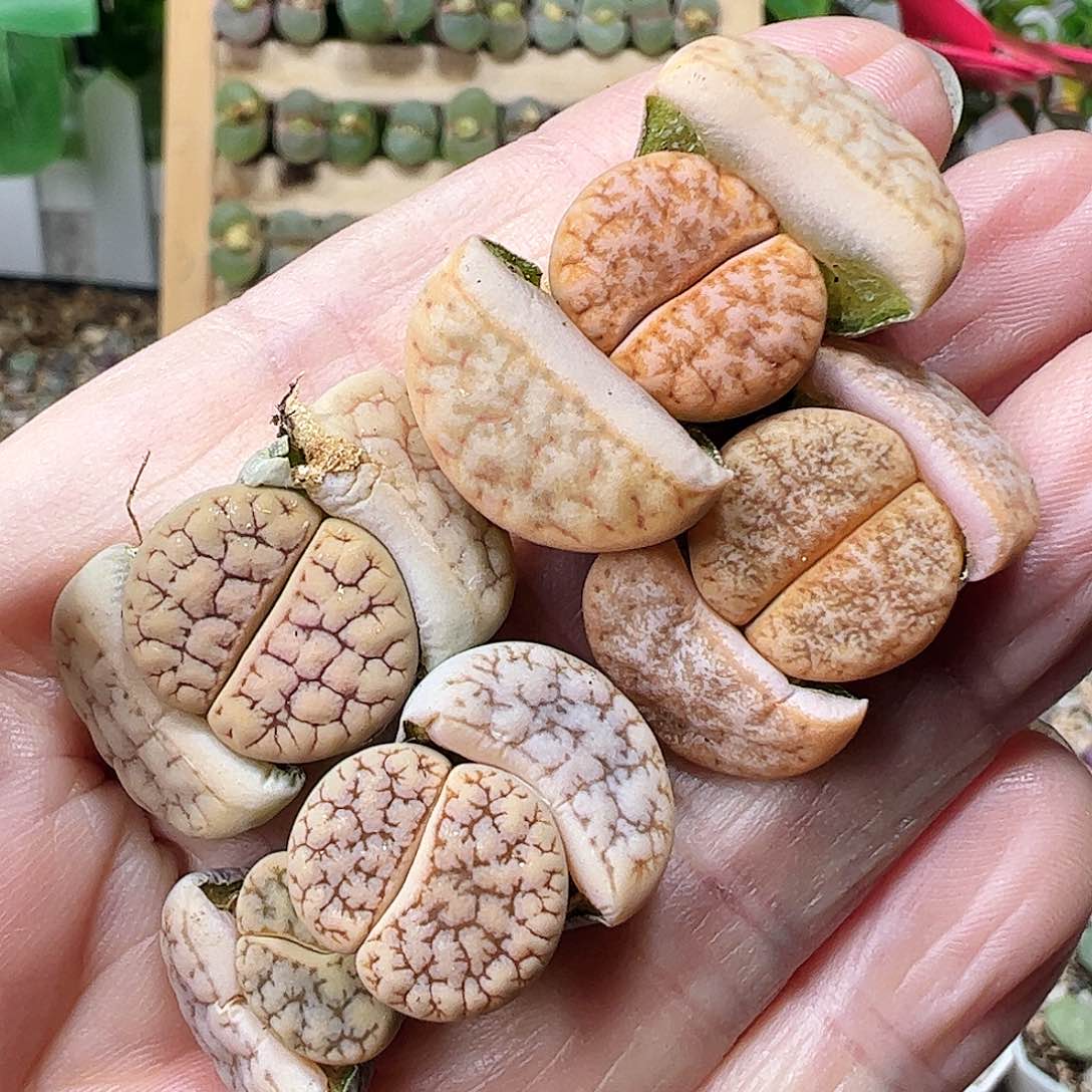 荒玉一手………………………