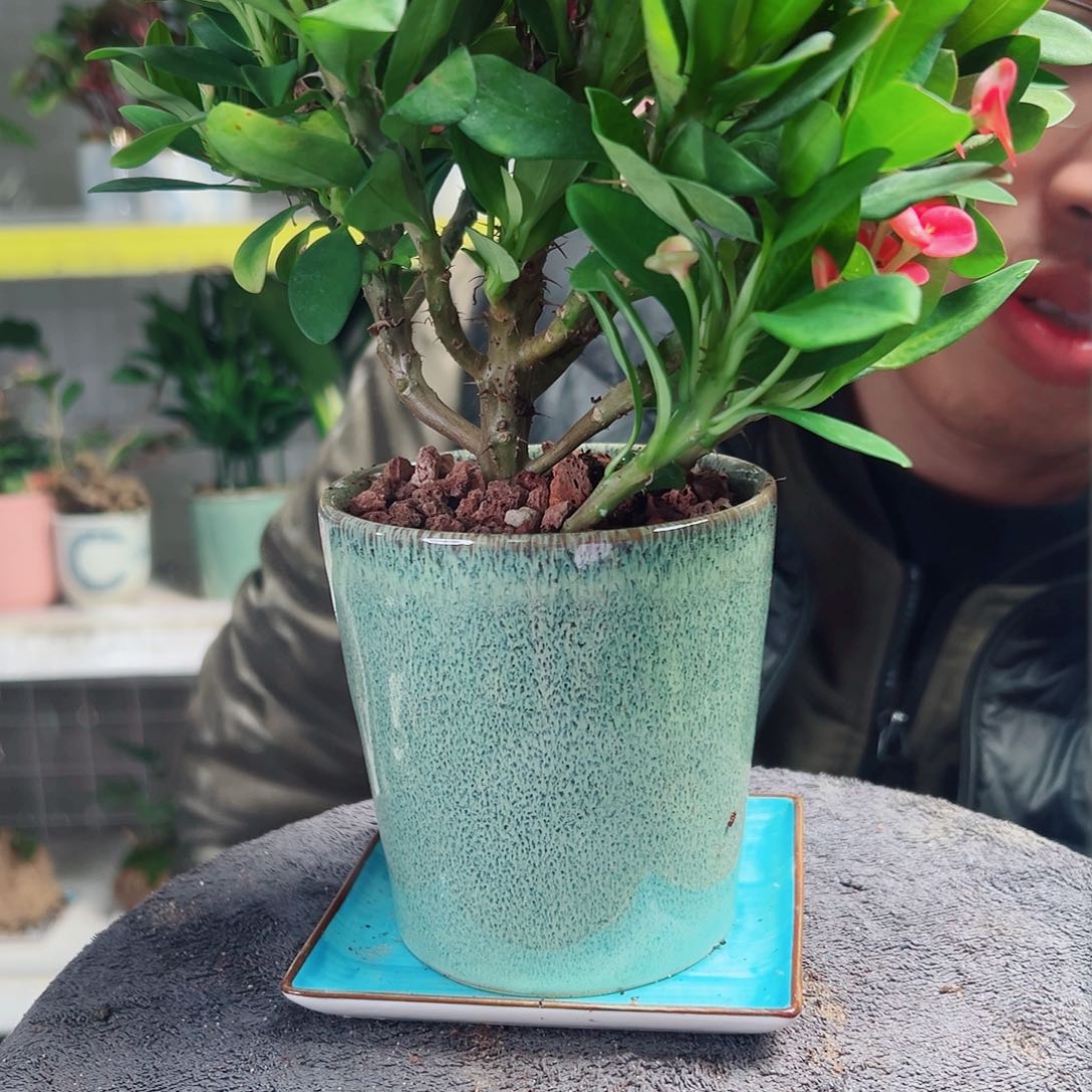 太***亮无花朵53                   