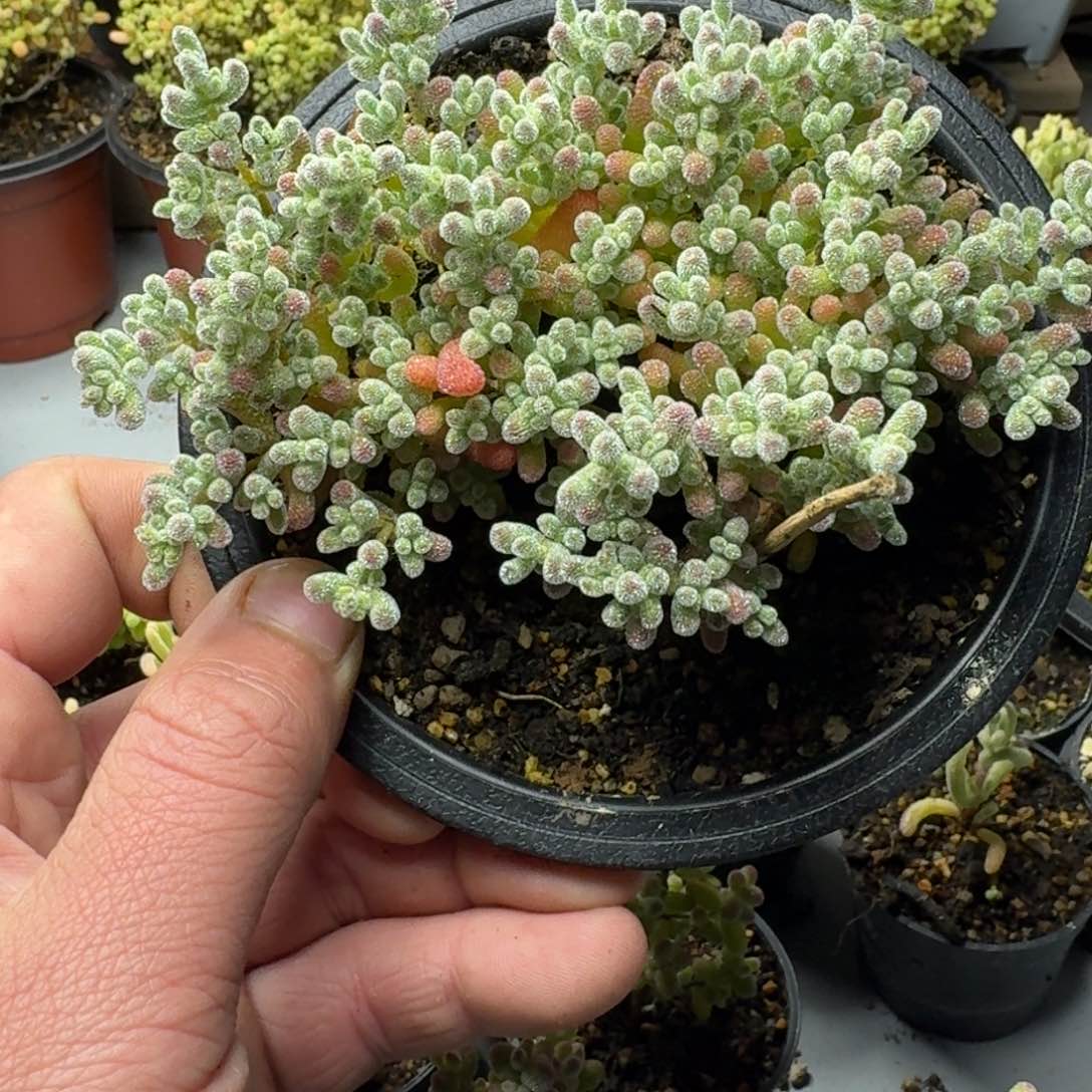 冰晶 多肉植物枝干