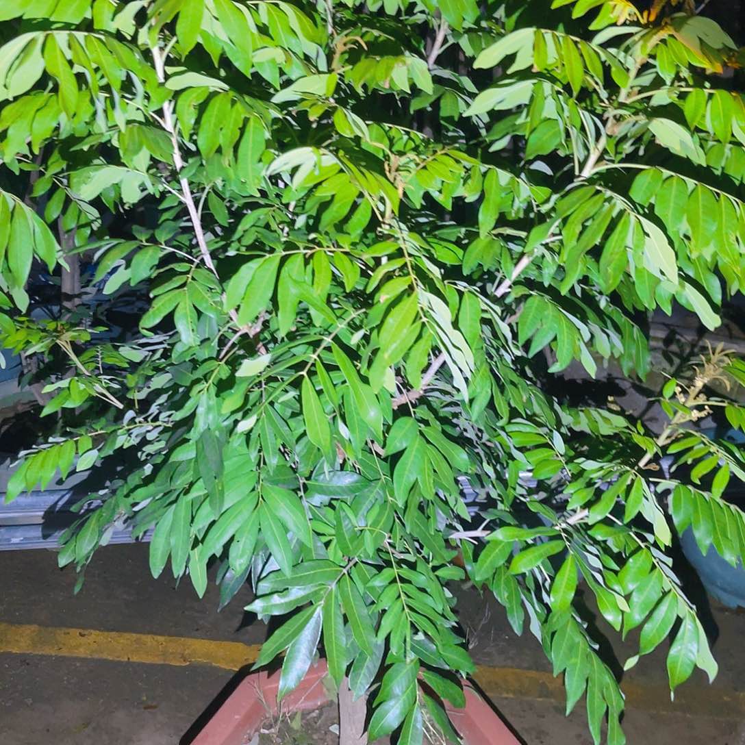 W***森完全开放果树果树11111