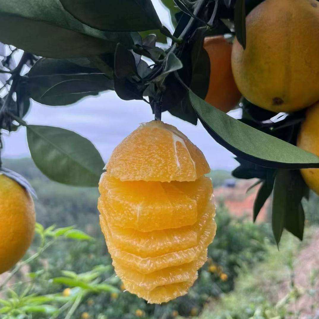 正宗赣南脐橙信丰脐橙现摘现发