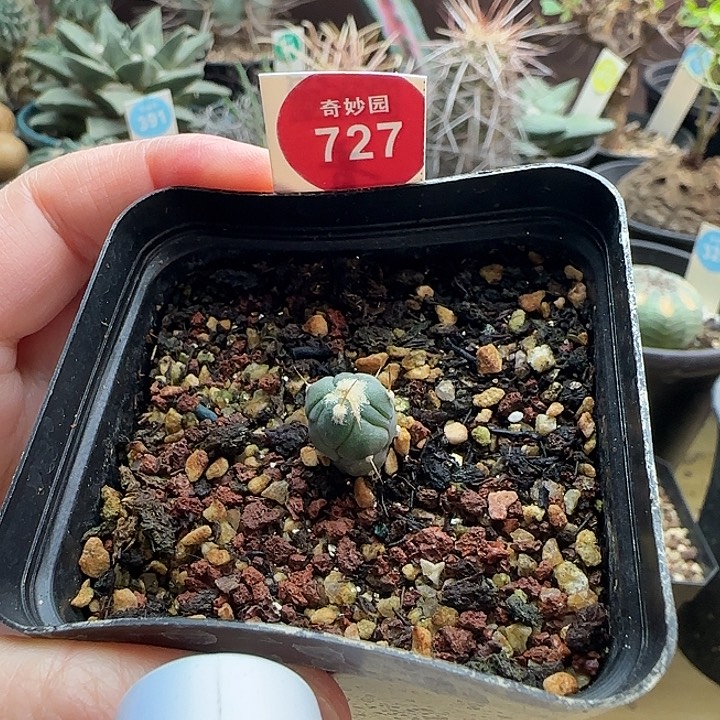 实生雷帝平丸1cm一棵36887