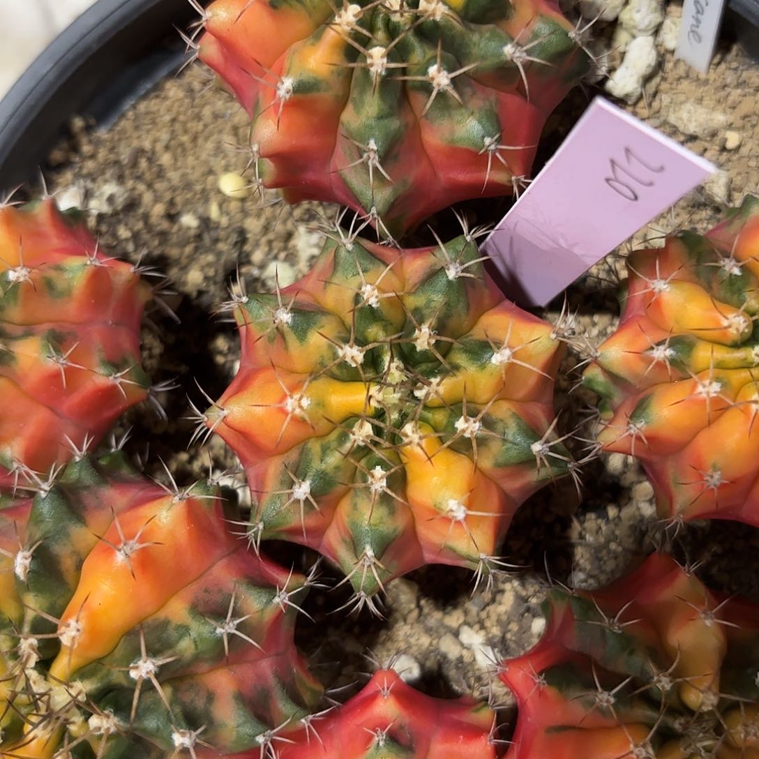 泰国米哈220-0202