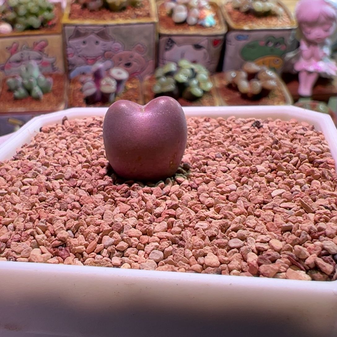 0366，将杂，肉锥植物