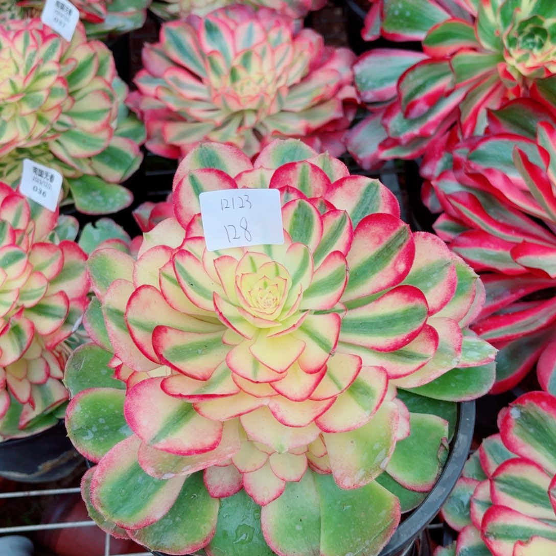 一物一拍多肉法师128