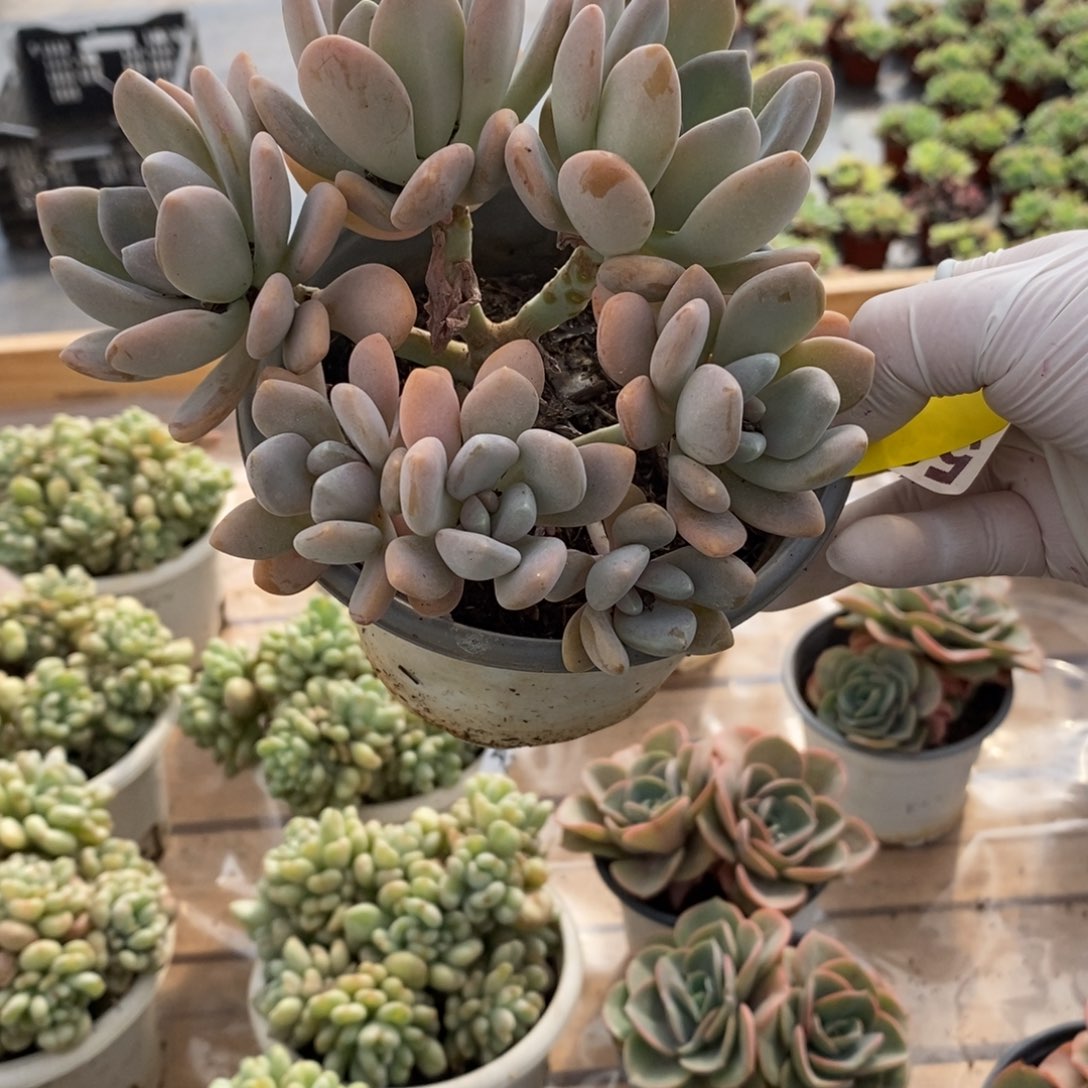 姜***️353冬美人一物一拍