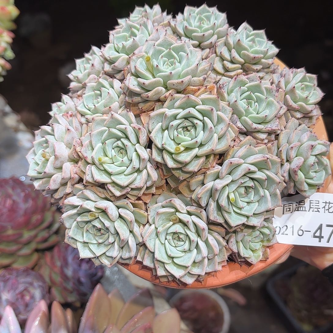 同温层多肉沙逻辑471