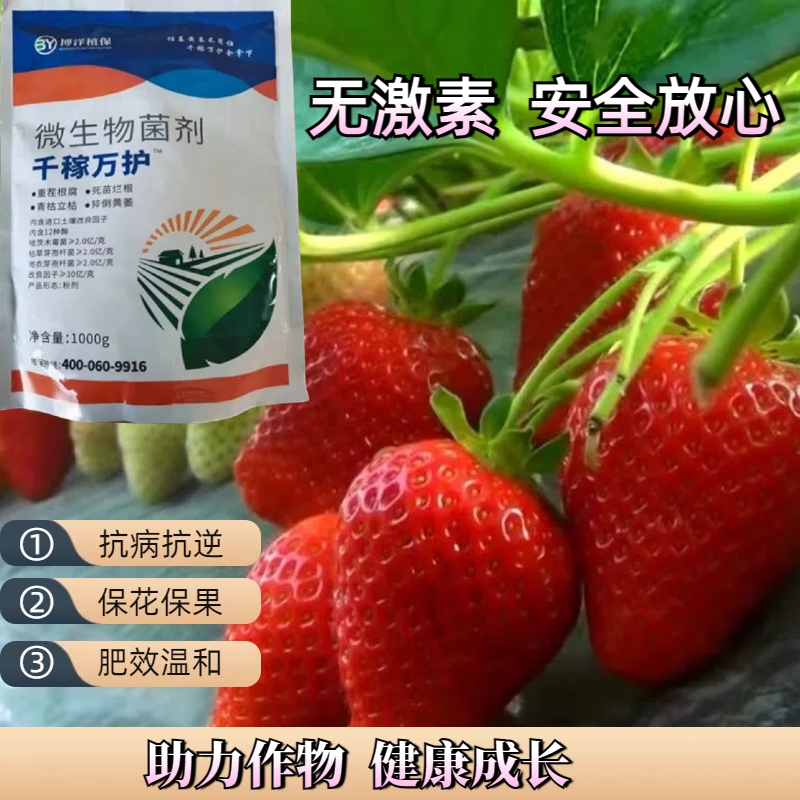 草莓根腐烂根枯萎死棵烂苗生根壮苗红柱灰霉白粉活化土壤冲施滴灌