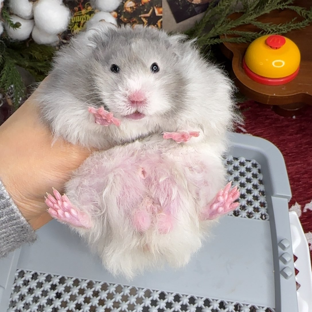 蓝波弟弟9.18生日