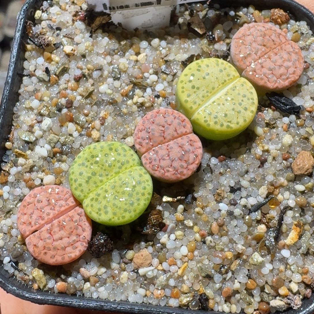 Sss精品清货款356