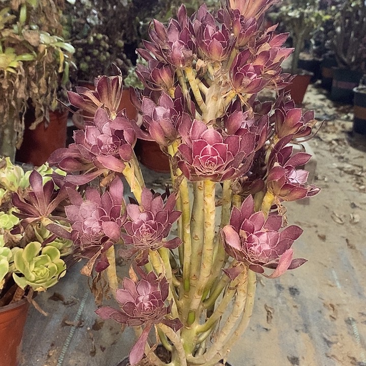 黑法多肉植物012 