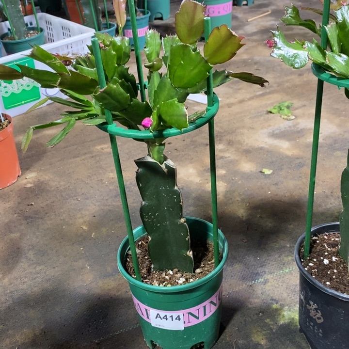 大部分花苞少量开放414嫁接085