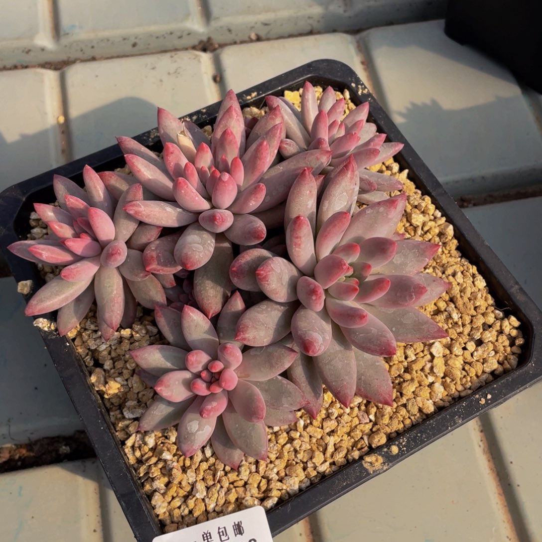 0206-26-虞美人。。。。。。