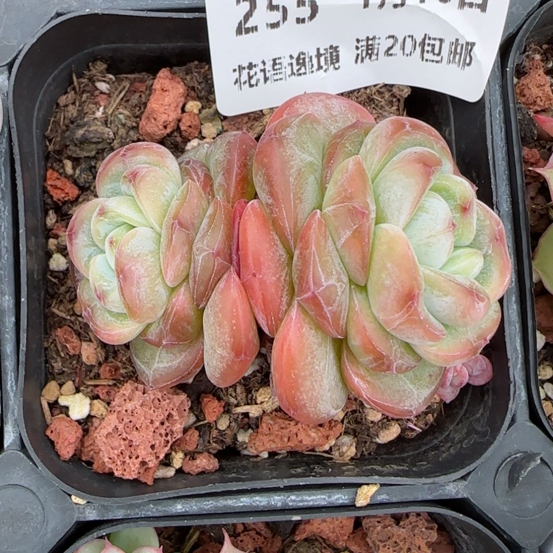 琦*裕花语逸镜0116-255