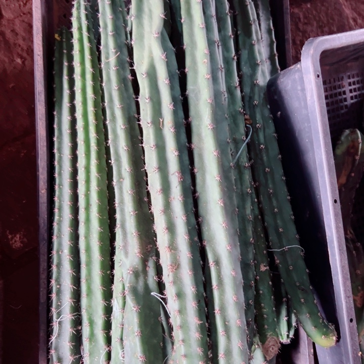 65黑刺斑歪无根侧芽25公分以上20包邮