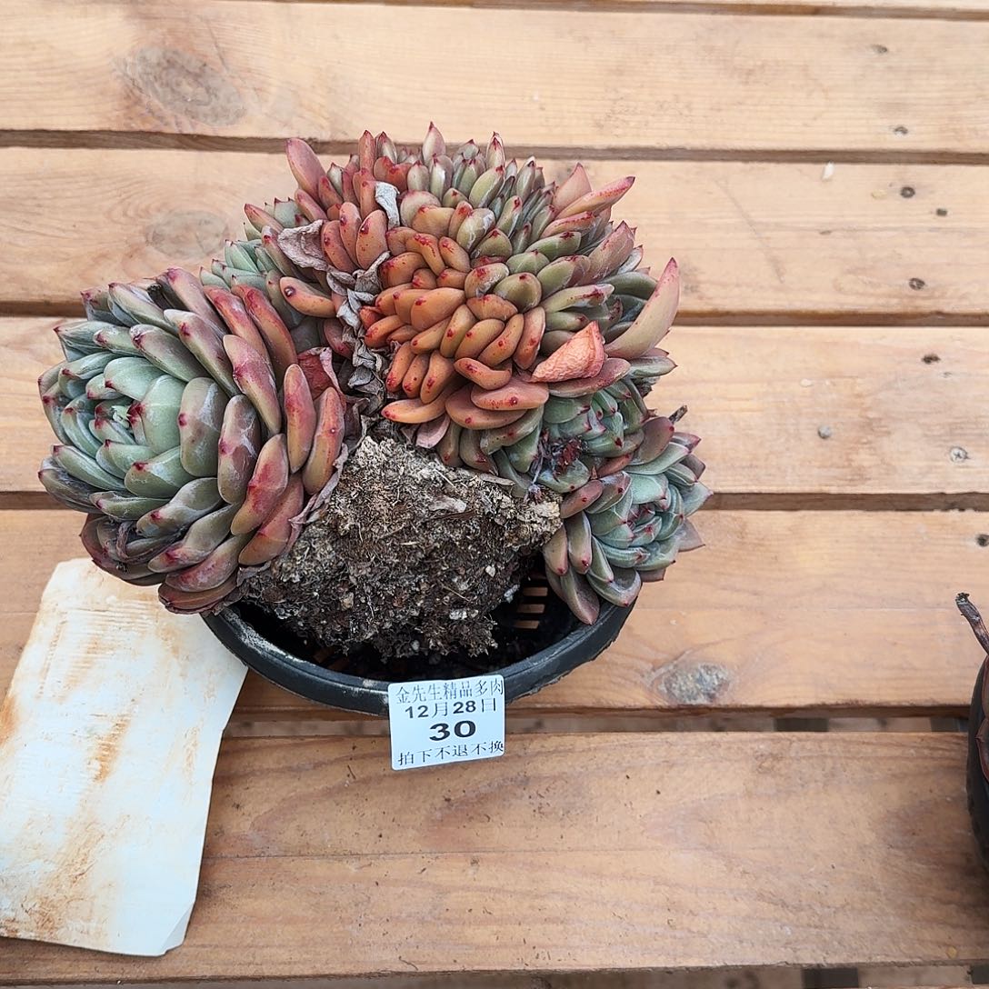 冷***)1228-30香槟缀化a