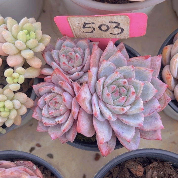 健健康康平平安安