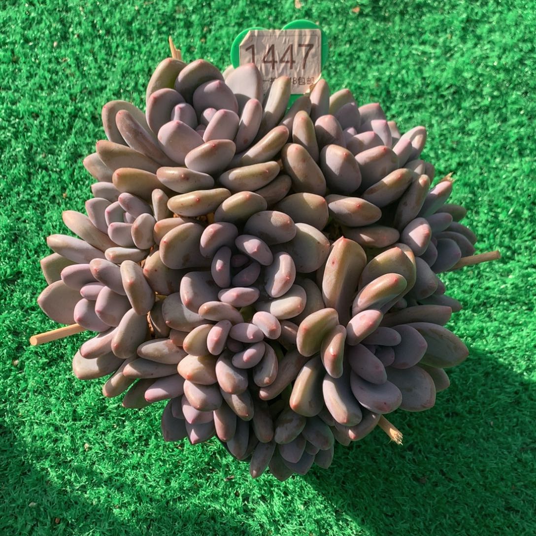 三明治美人老桩平头1447