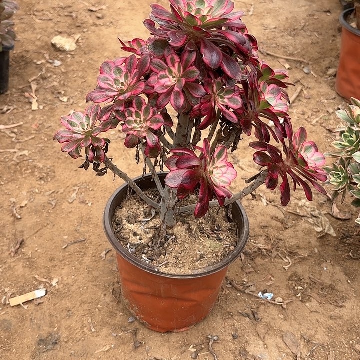 多肉植物香乃尔30