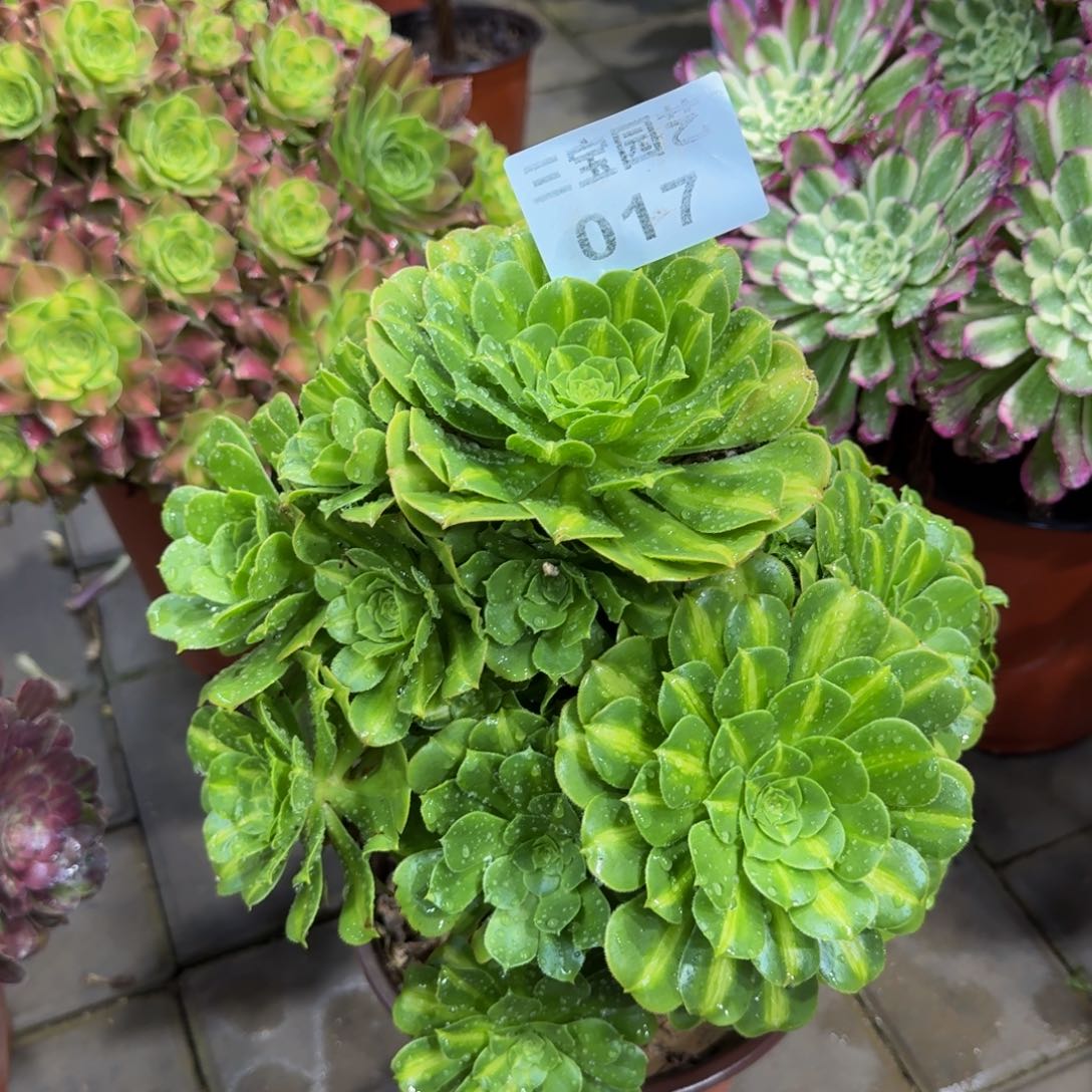 善***言多肉植物017翡翠