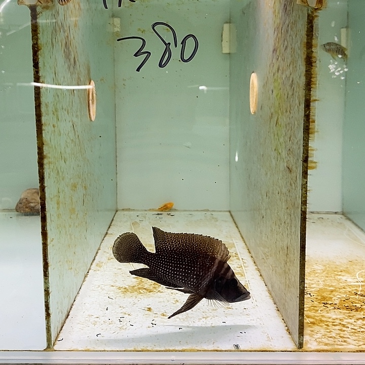 海水鱼庆熙的观赏鱼鱼