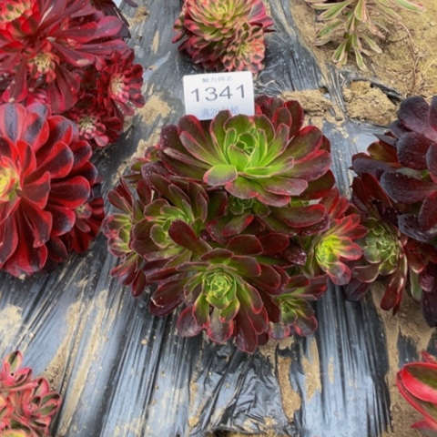 安娜多肉多肉1341