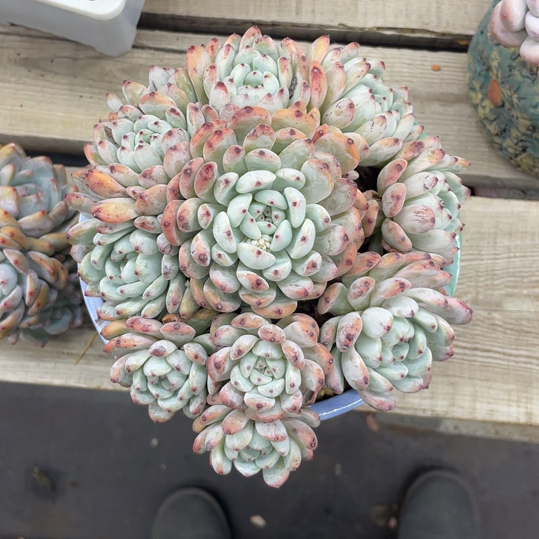 11头雪爪群生，老桩，链接点稳