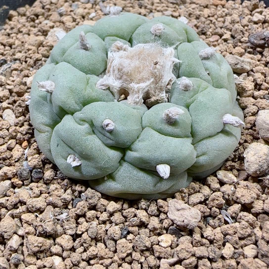 实生4.2厘米草球多肉