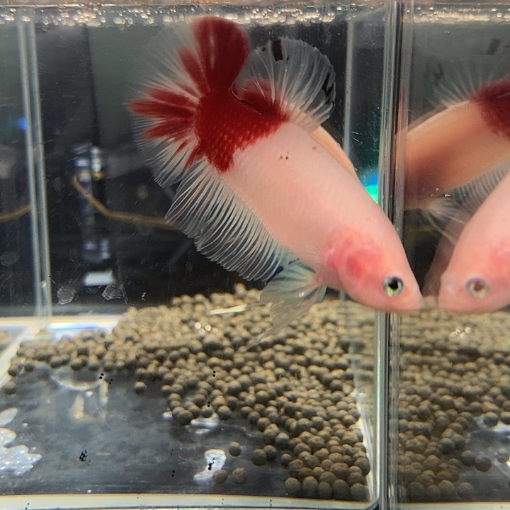 斗鱼黑55号巨斗将军