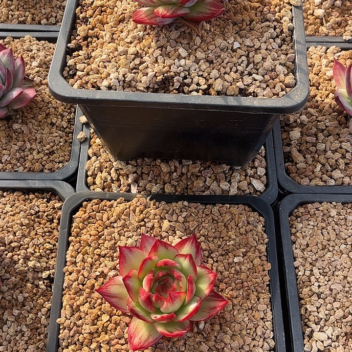 @***宝惊鸿仙子多肉植物96有两颗