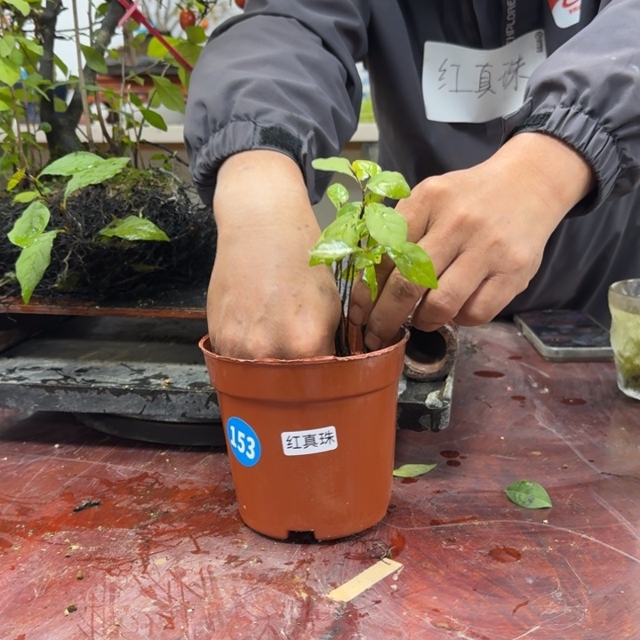 偷***闲无花朵153顺丰到付不包邮