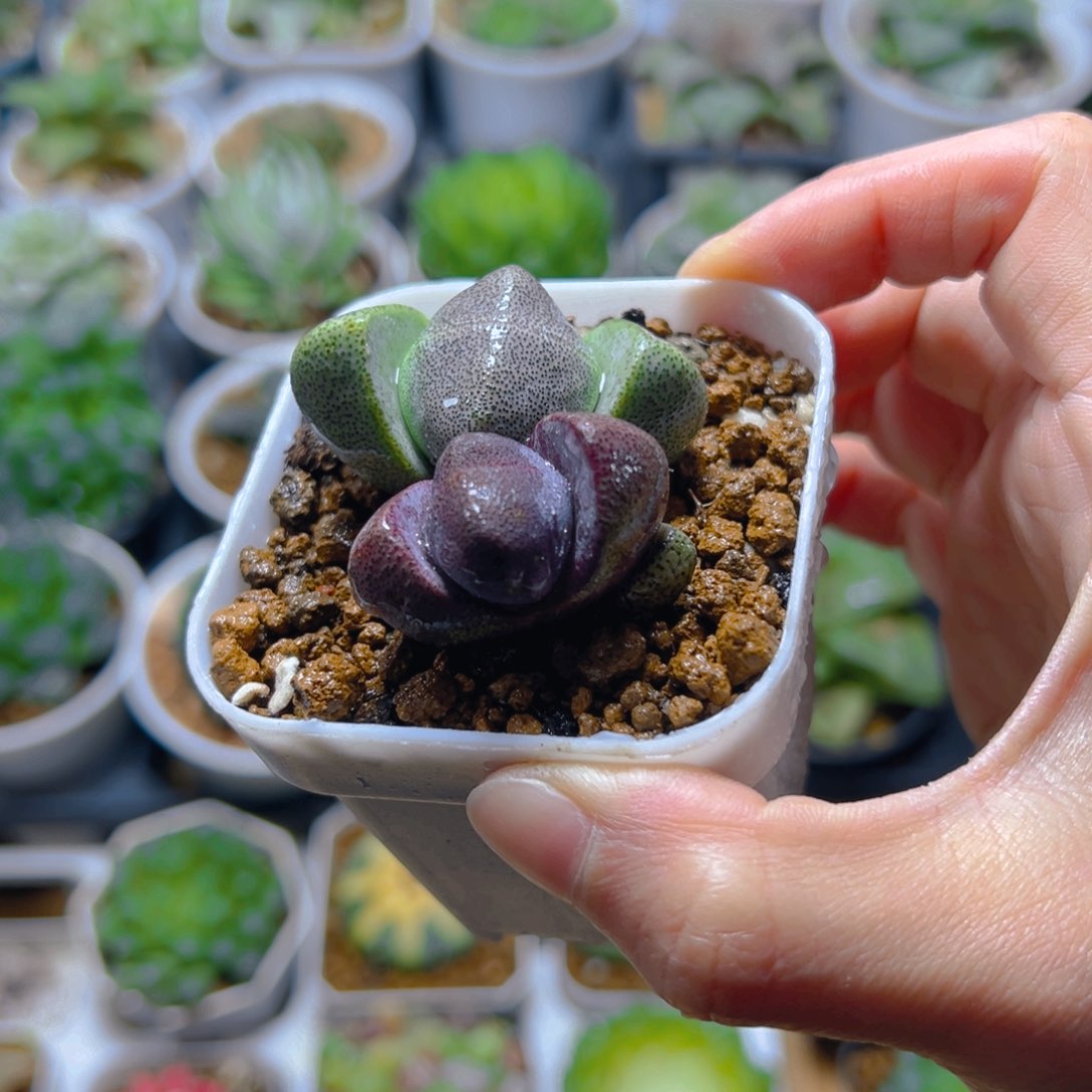 紫绿元宝多肉多肉