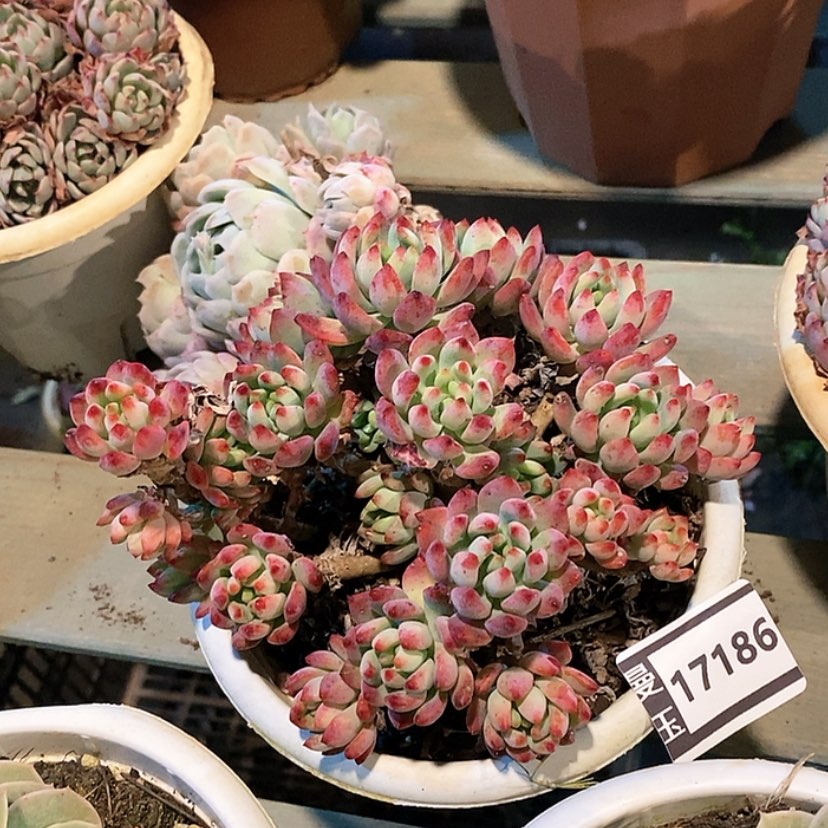 【闪购商品】蓝苹果17186