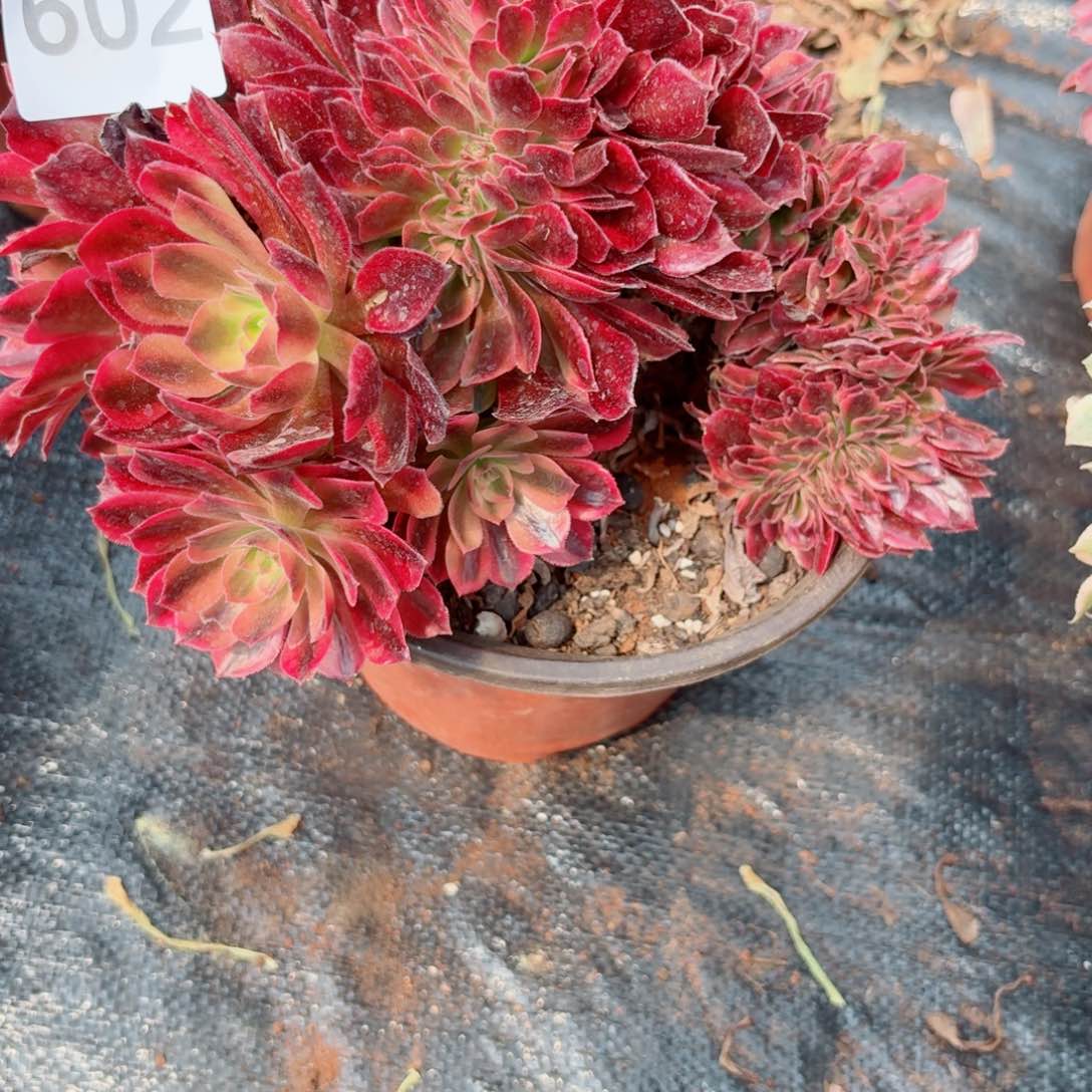 红秀602 号多肉法师特价不支持退货