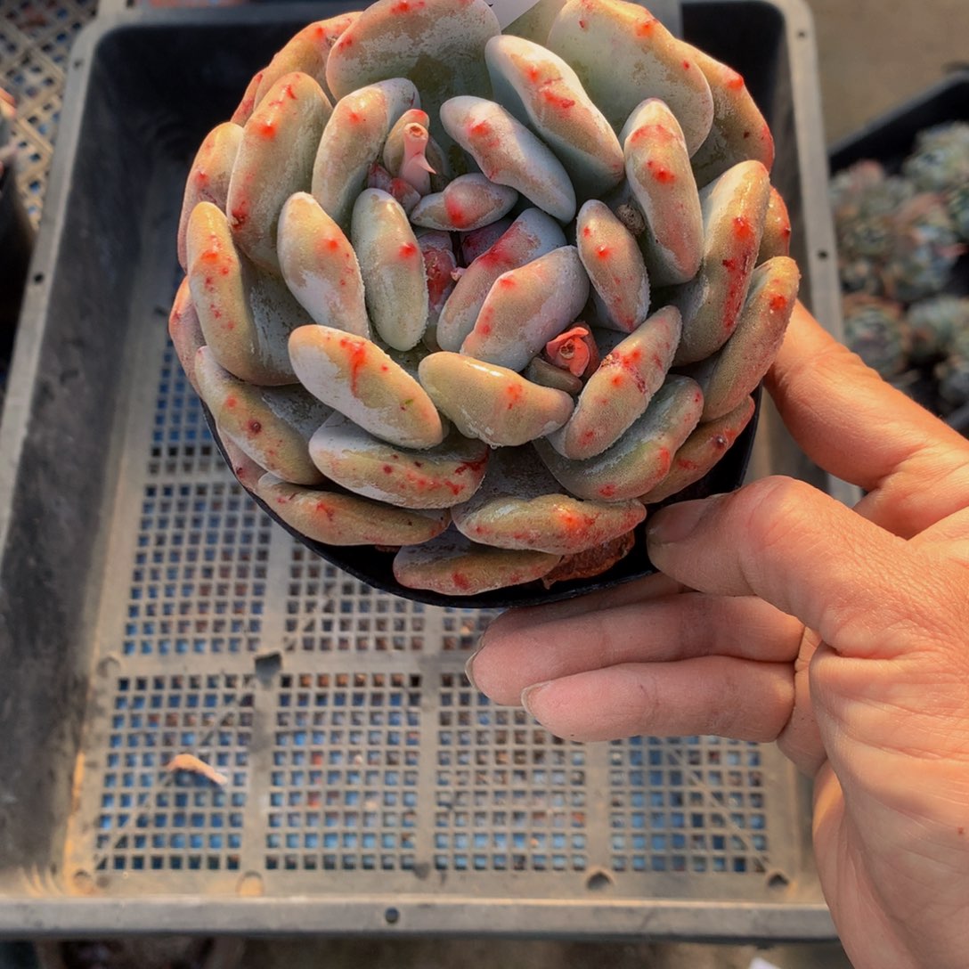 22320石化嗯嗯嗯嗯嗯