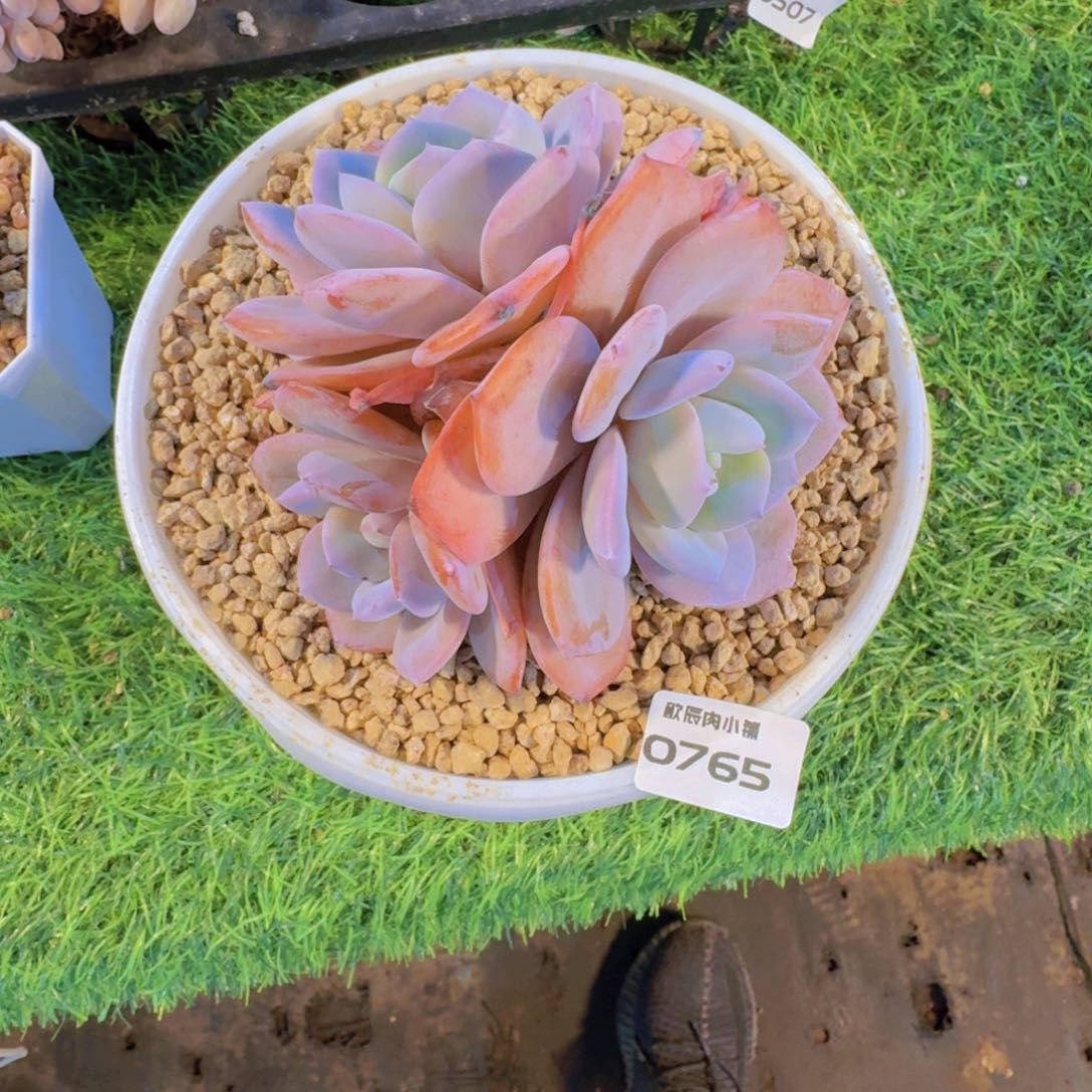 多肉植物奶茶群三头0765