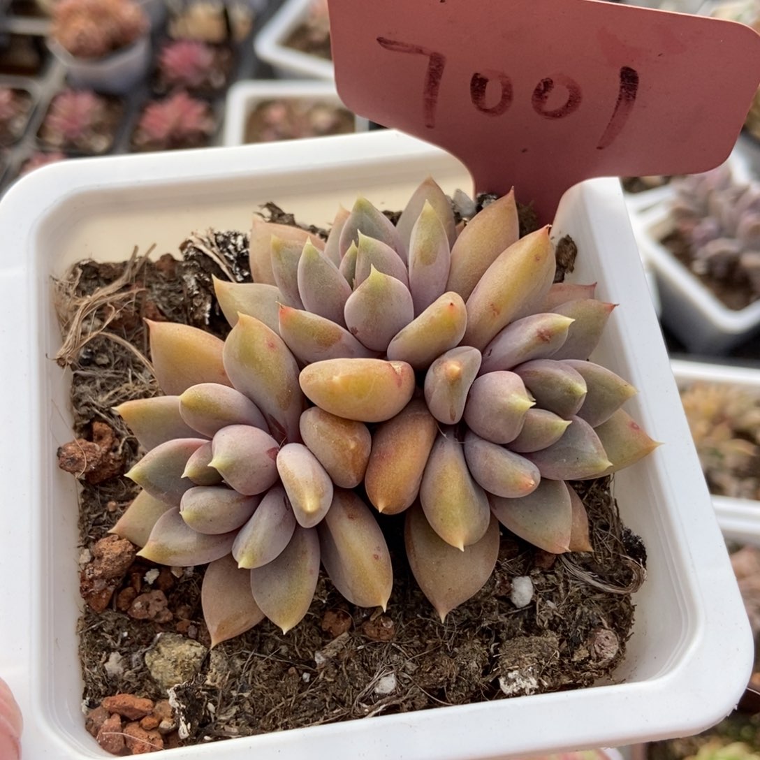 7001红象牙多肉植物保护