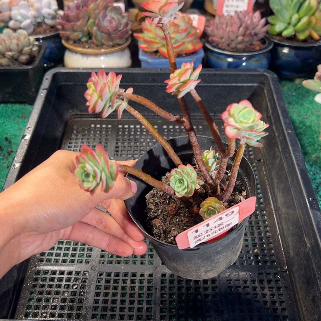 表妹精品多肉植物1149.