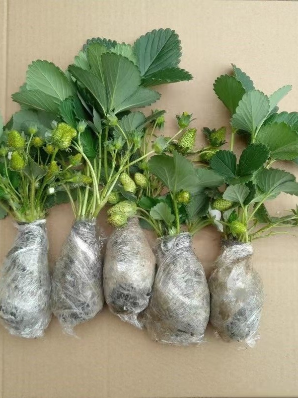 奶油甜查里姬香1号现货现挖草莓绿植四季阳台小绿植带香味