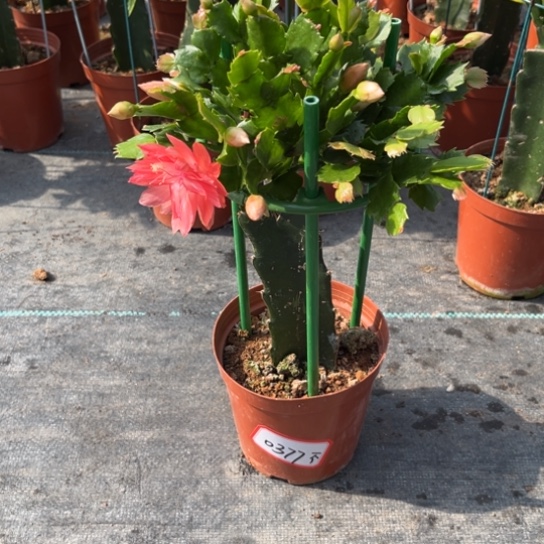 一***亮2285蟹爪兰尾号0377