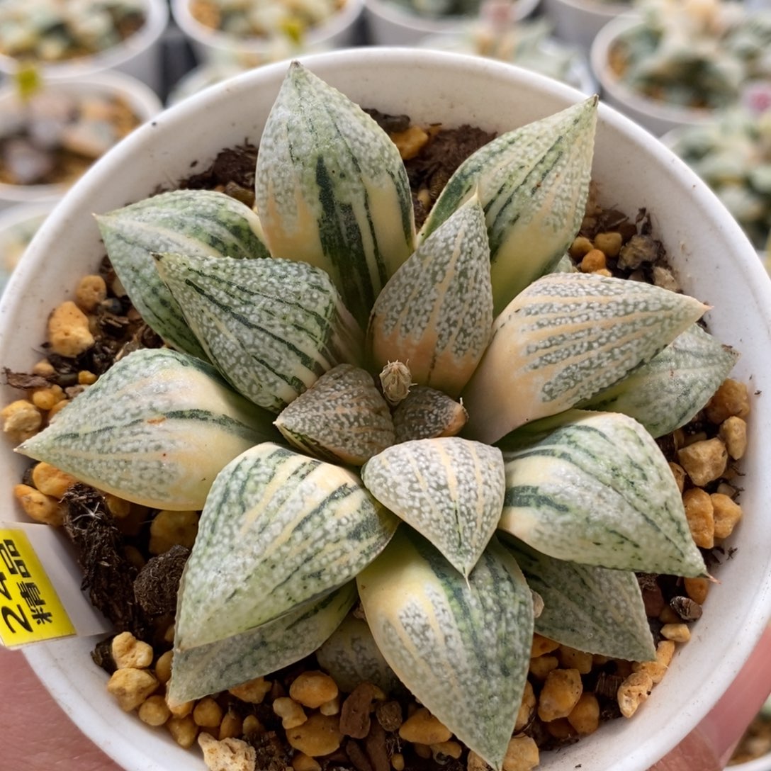 249实生白银锦一物一拍